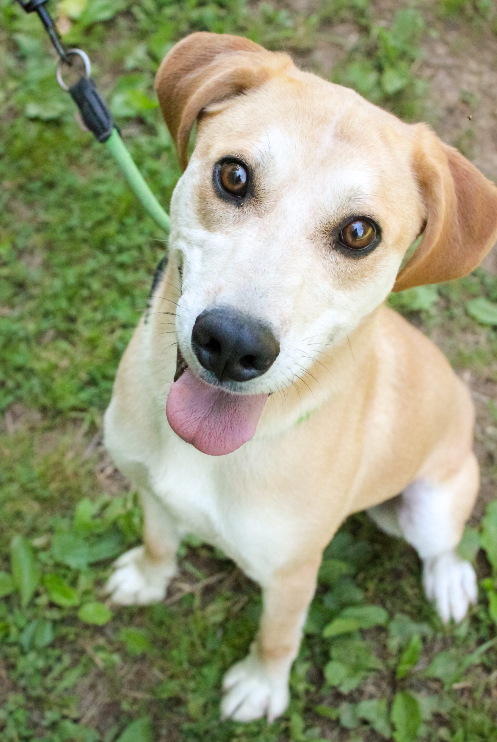 LVDog_Maddox-1-10
